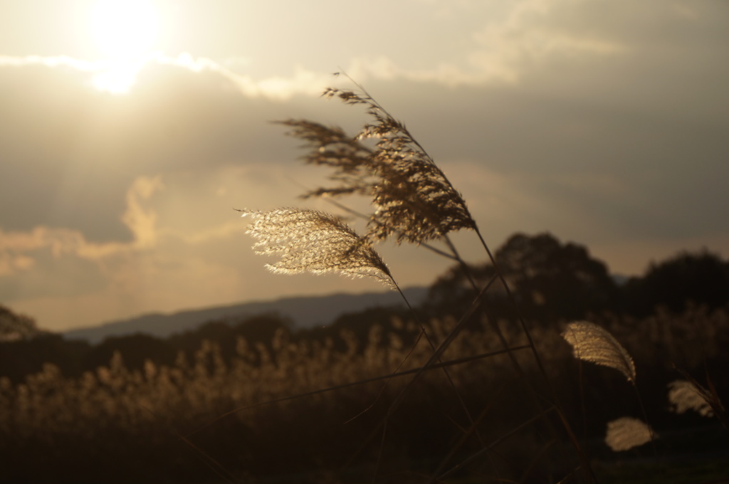 冬の陽を受けて