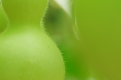 なちゅらるぐりーん