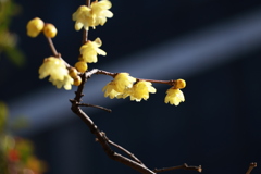 三宮神社～蝋梅