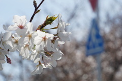 桜 新学期