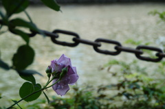 Lonely Rose