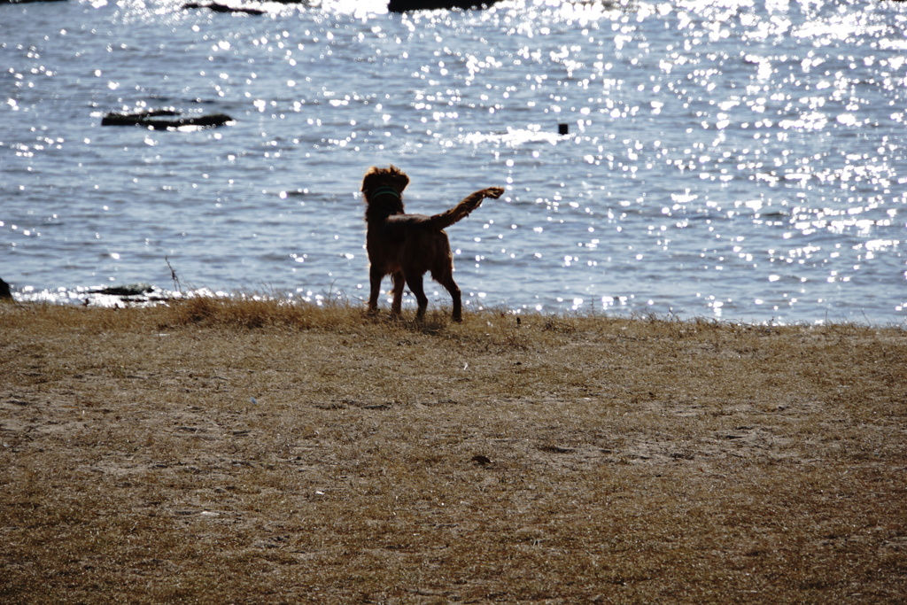 キミの好きな海だ