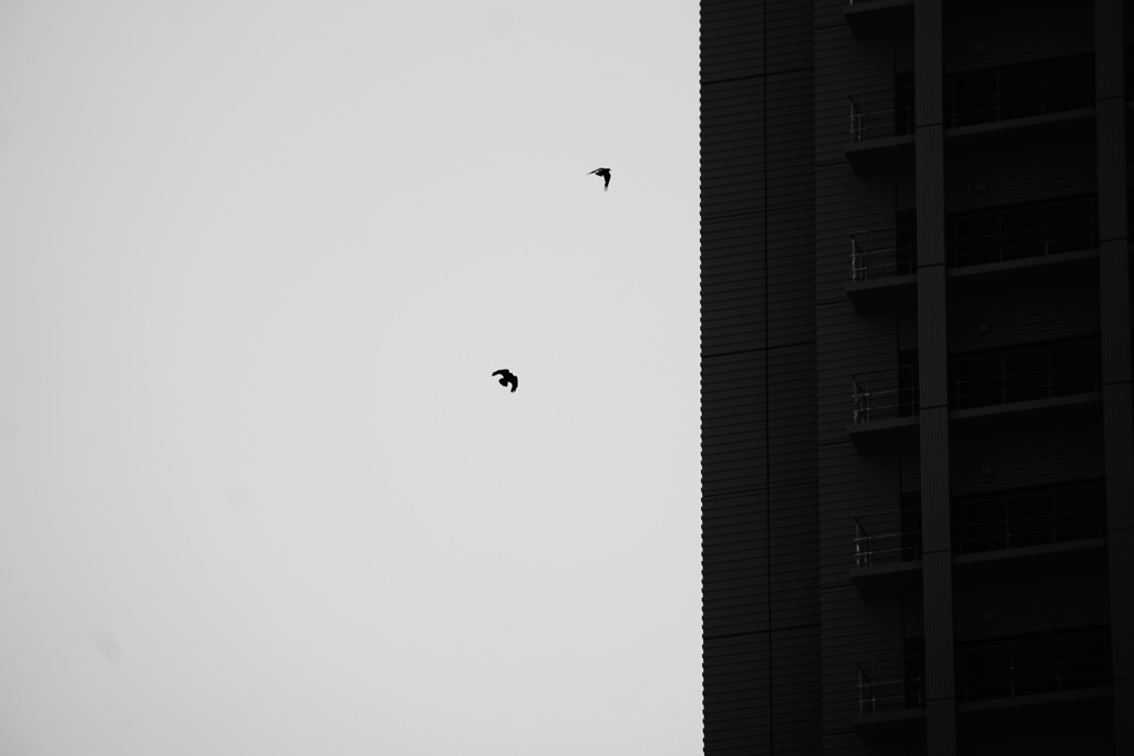 鳥影