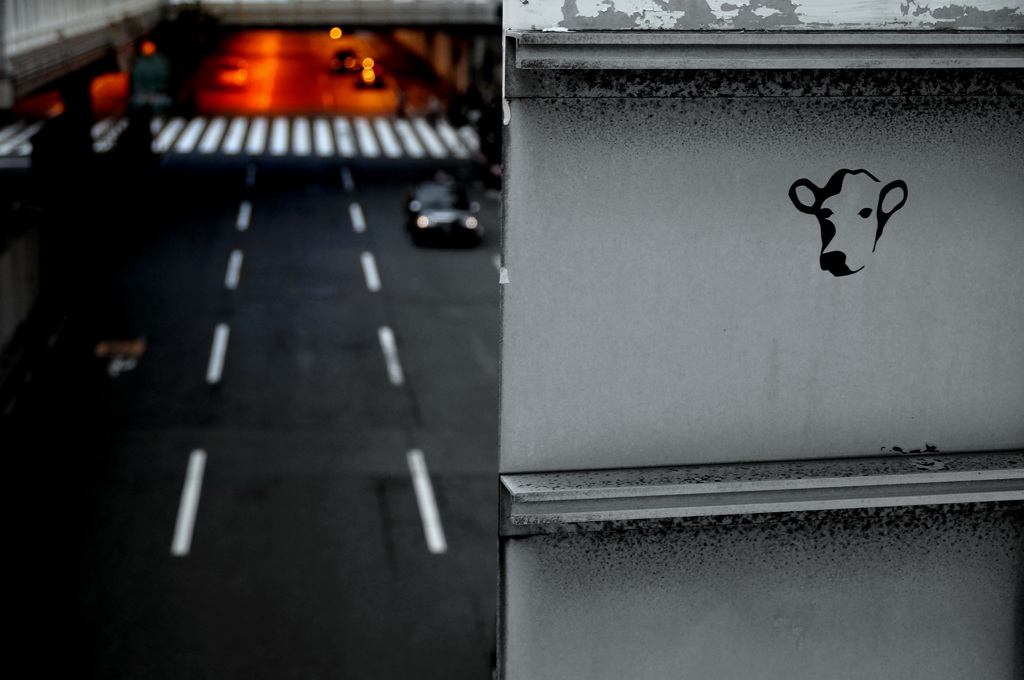 じっと見ている