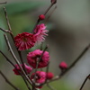 紅梅～生田神社