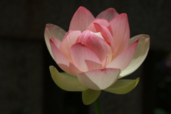 蓮一番