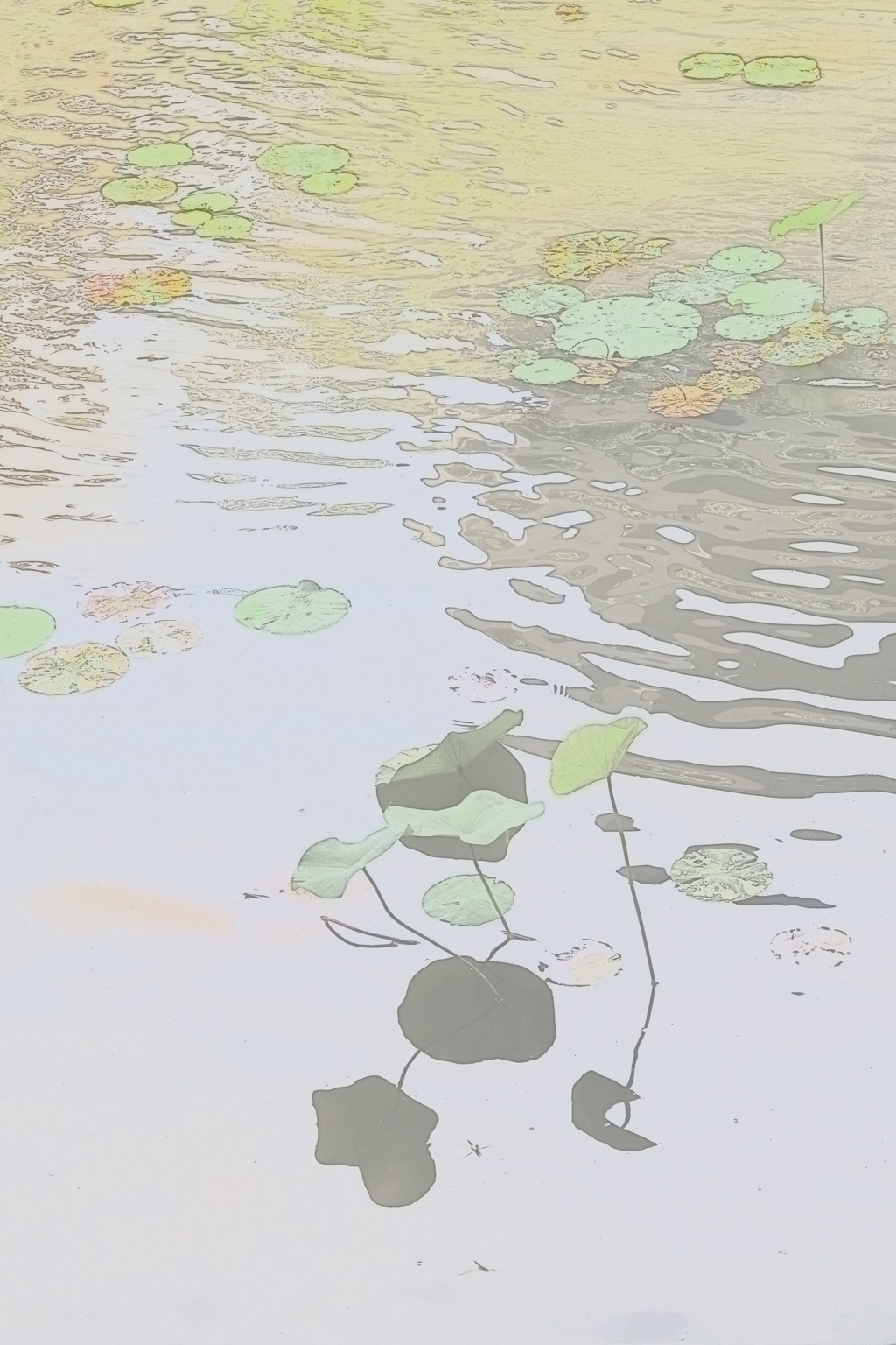 生田神社蓮池～日本画風の表情