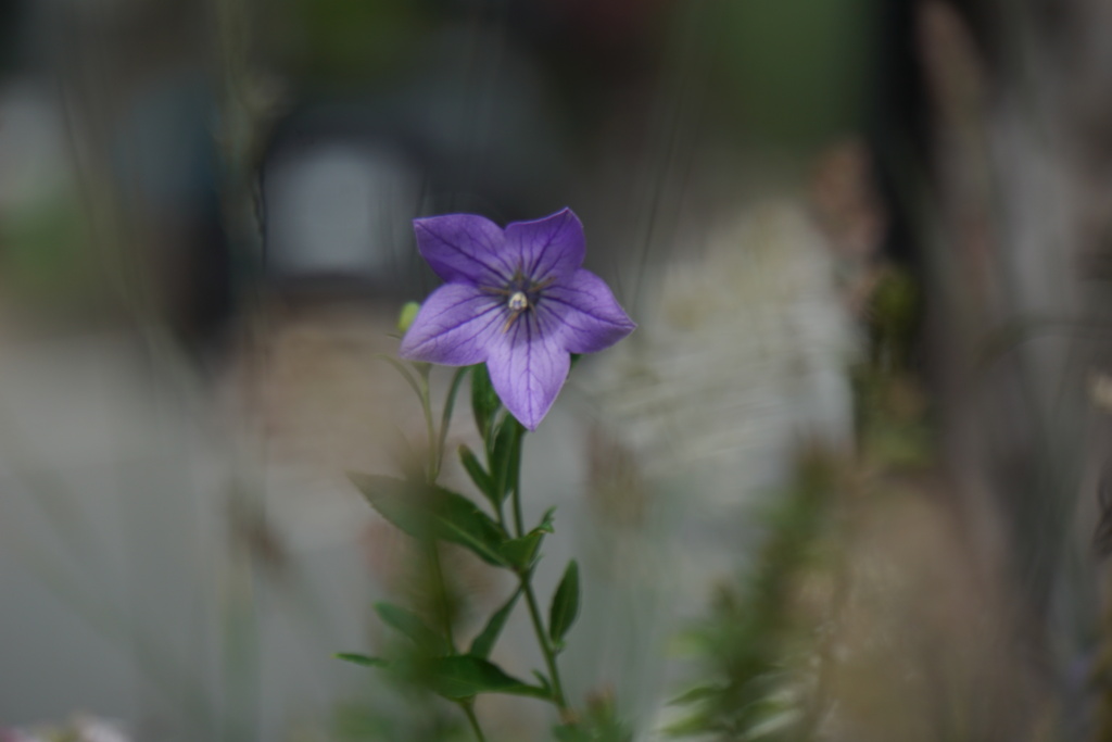 秋の花の存在