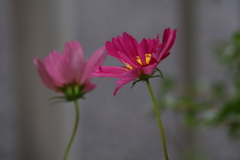 寄り添う時間 寄り添う時間