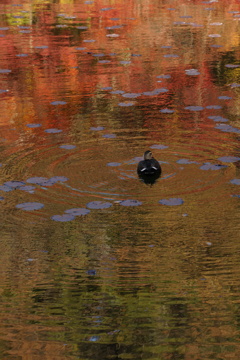 紅葉鴨池