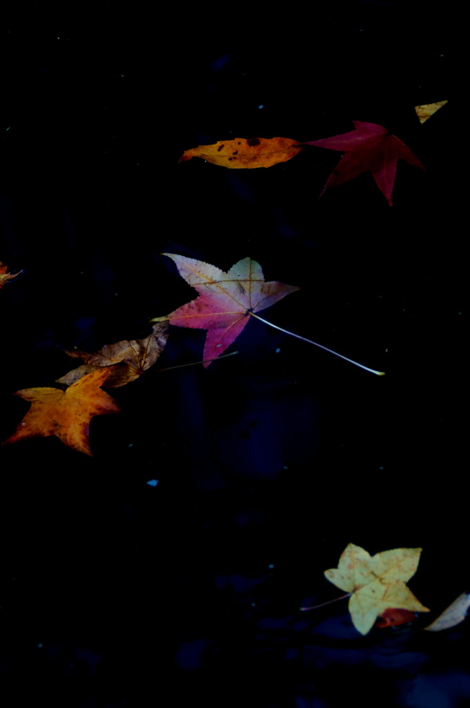 うたかたの・・・