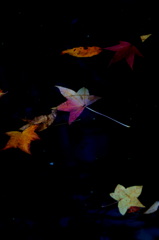 うたかたの・・・