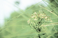 風に吹かれて行こう