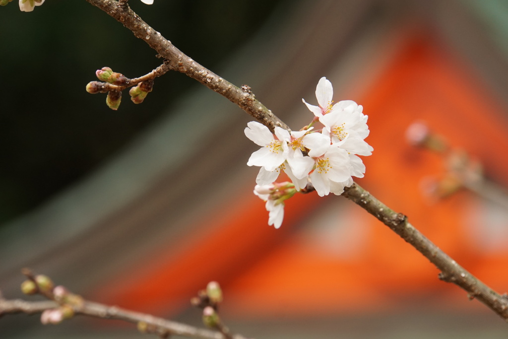 桜物語