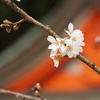 桜物語