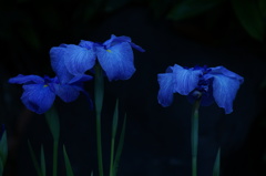 蒼い花影