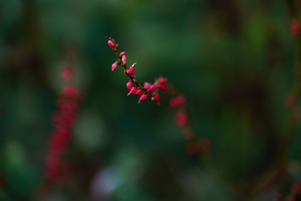水引の紅