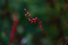 水引の紅
