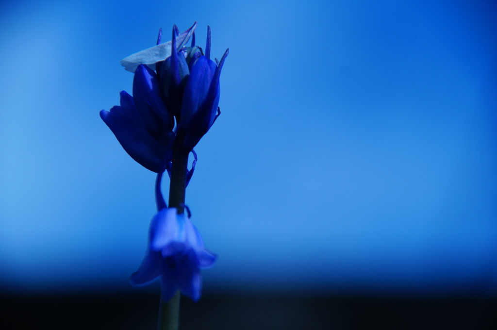 桜の花冠