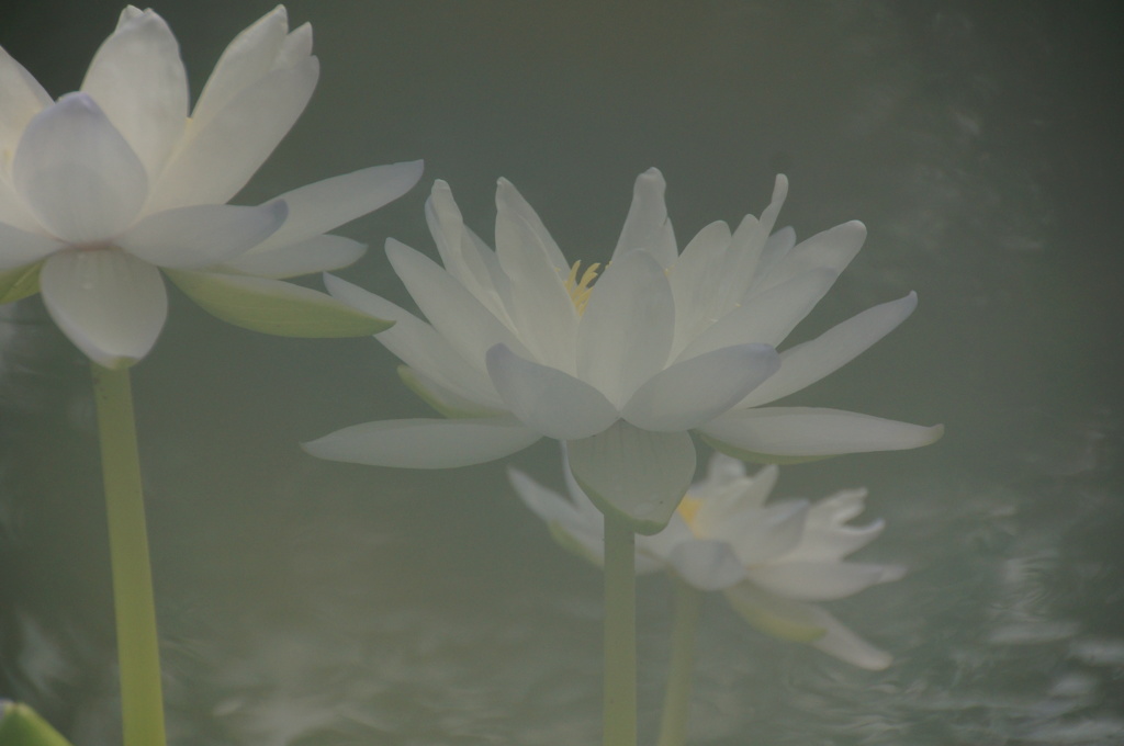 浪漫水連花