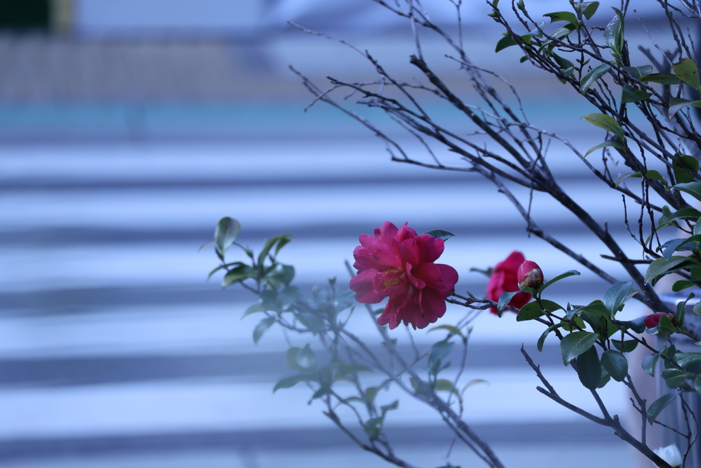 春はそこまで