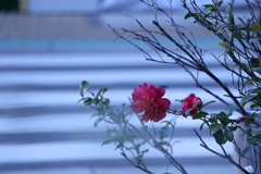 春はそこまで