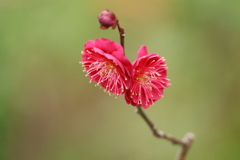 生田神社・梅だより