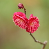 生田神社・梅だより
