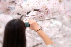 我拍桜花的照片