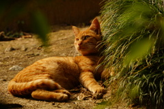 猫日和（山の辺の道）