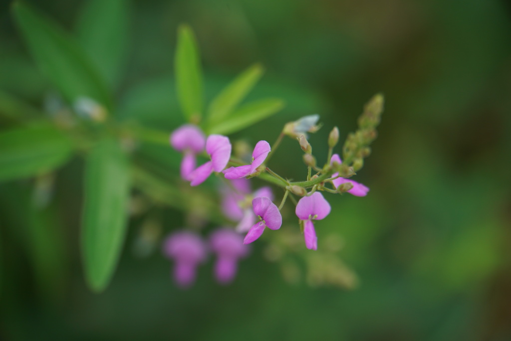 小さな秋の花にあう