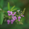 小さな秋の花にあう