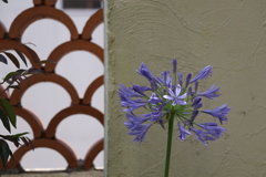 日陰の花