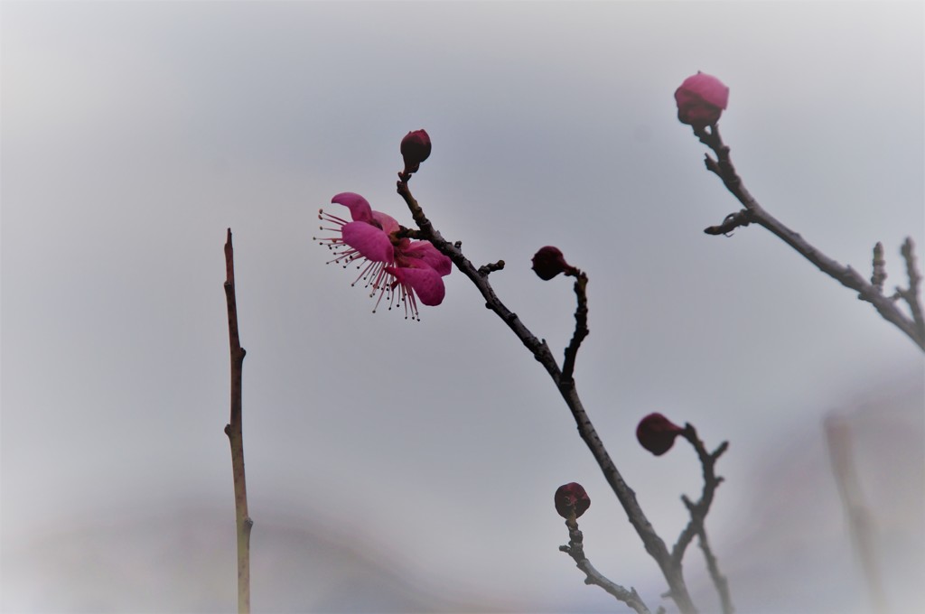 寒中探梅 春在一枝
