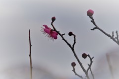 寒中探梅 春在一枝