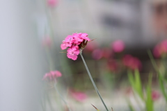 花咲く街角