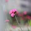 花咲く街角