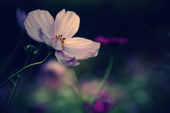 さよならを言う前に