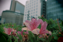 躑躅という字は髑髏に似ている