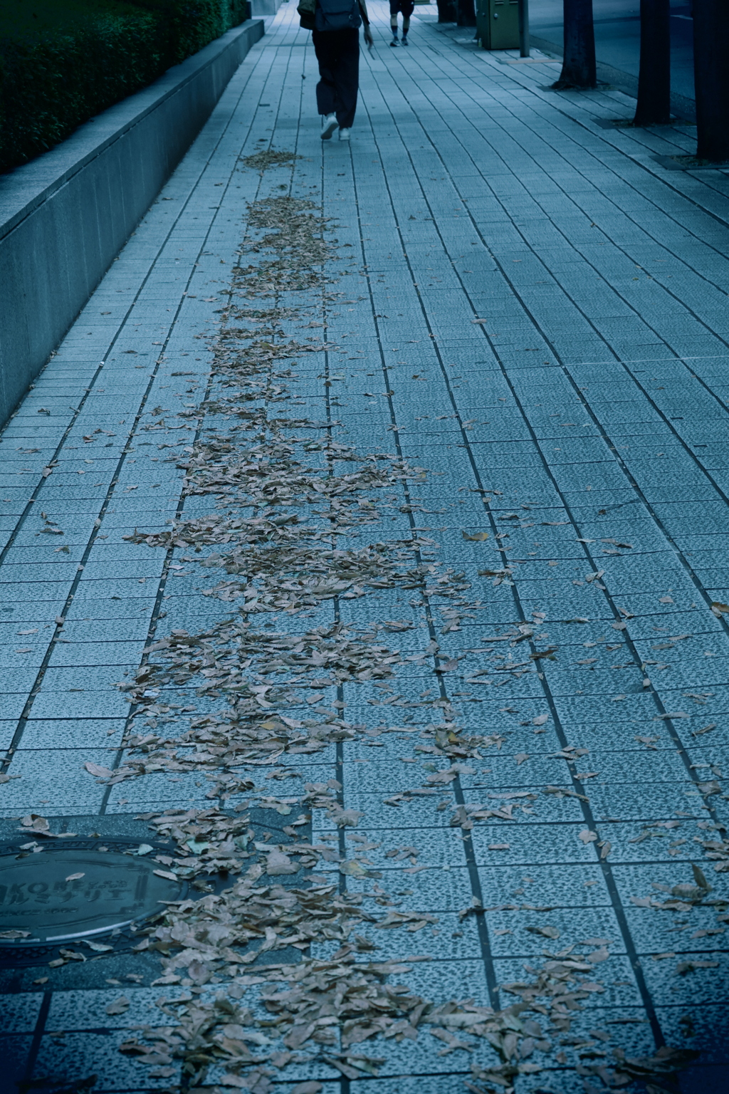 秋の舗道～落葉の物語