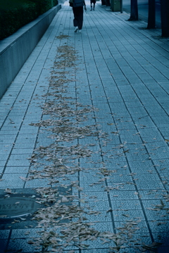 秋の舗道～落葉の物語