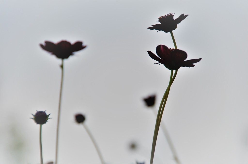 そして思い出になる