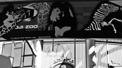 At the Zoo