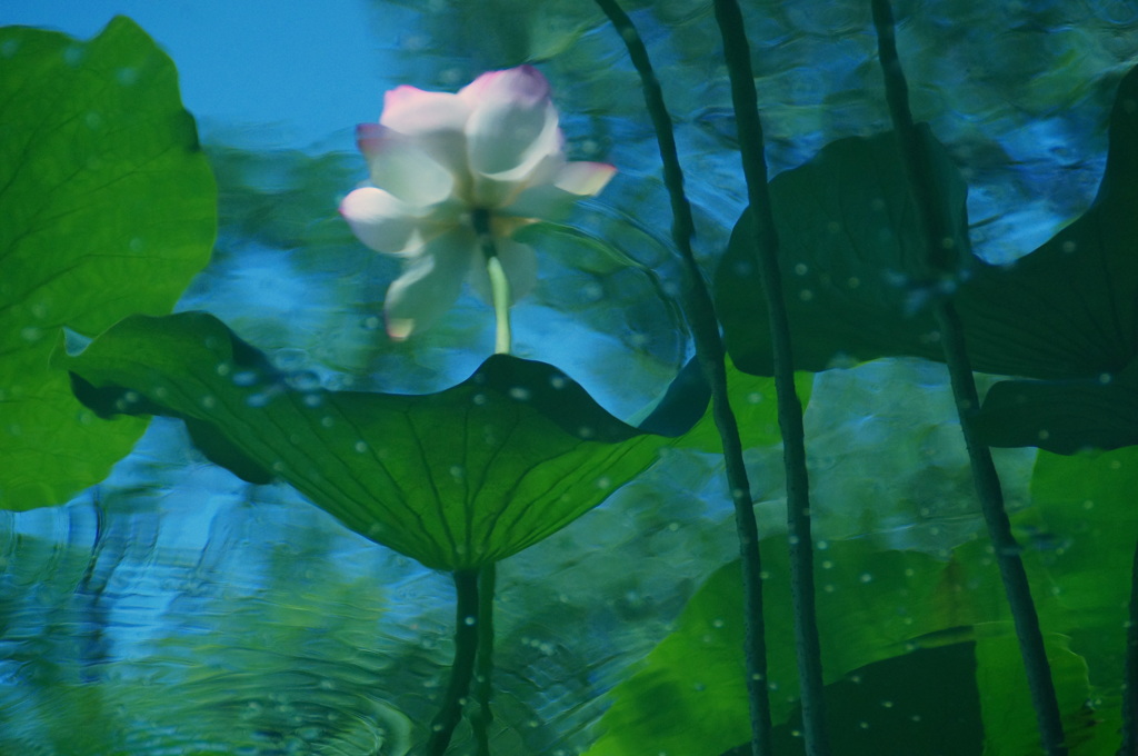 The Lotus In The Water