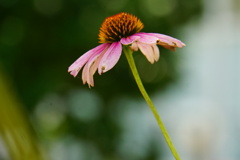 夏を生きる花