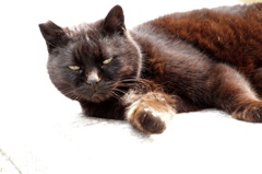 なにか用かい？