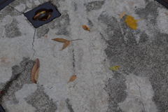 落ち葉のグーチョキパー