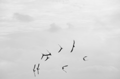Birds Flying