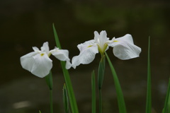 花菖蒲二番勝負