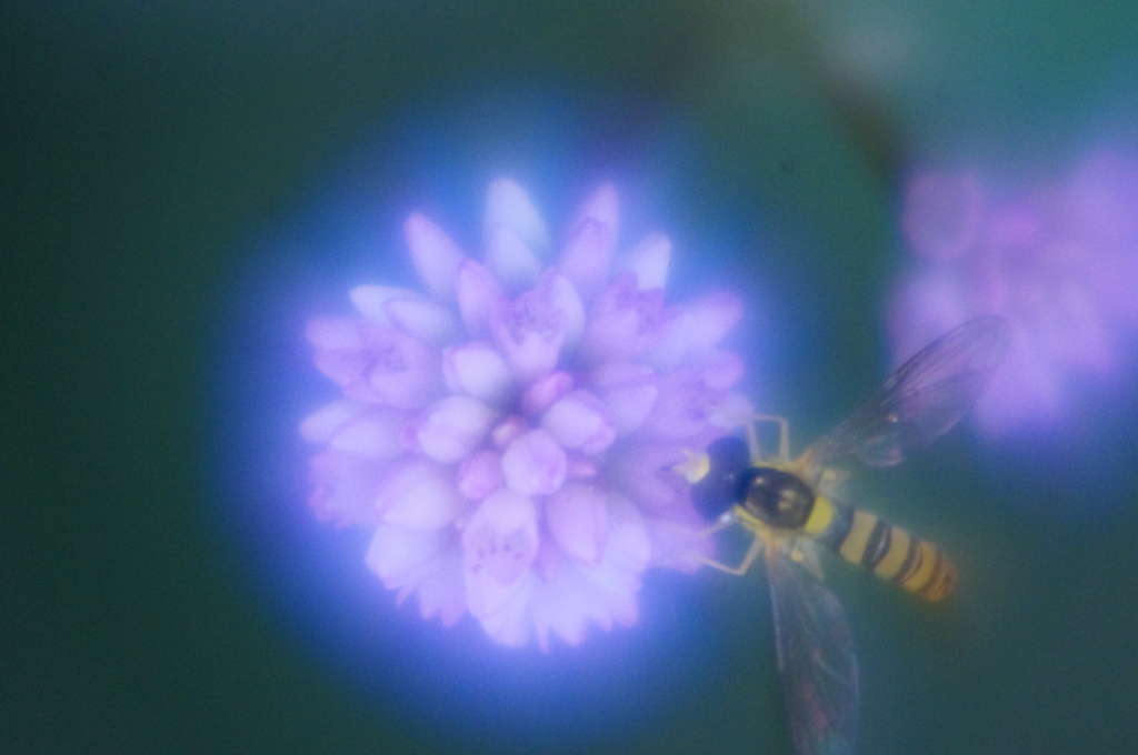小さな花をめぐる冒険